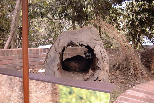 Zoo Walk - Taronga Zoo 3/3/2005