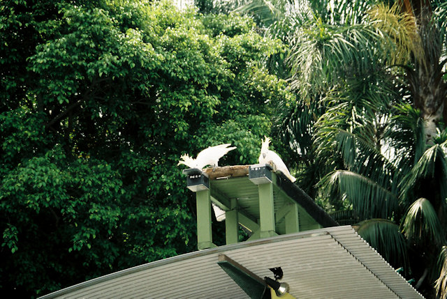 Zoo Walk 2006