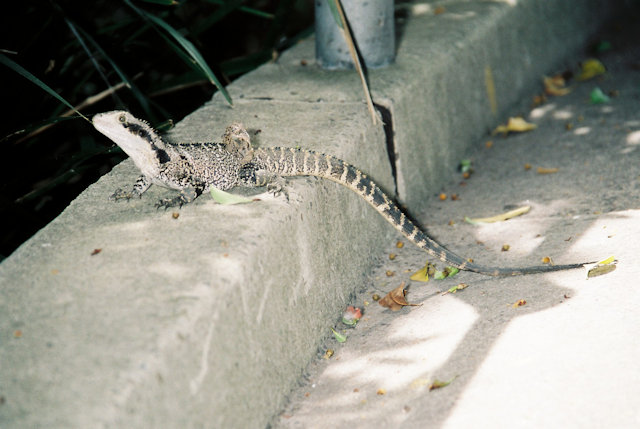 Zoo Walk 2006