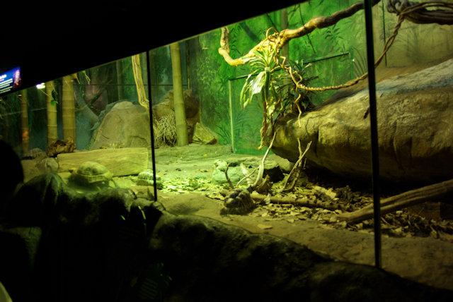 Zoo Walk 28/2/2008