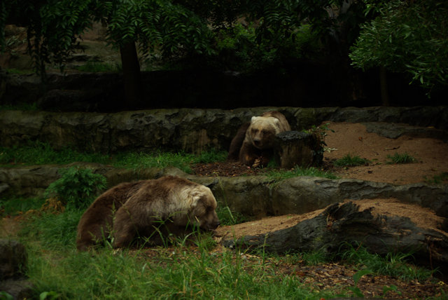 Zoo Walk 28/2/2008