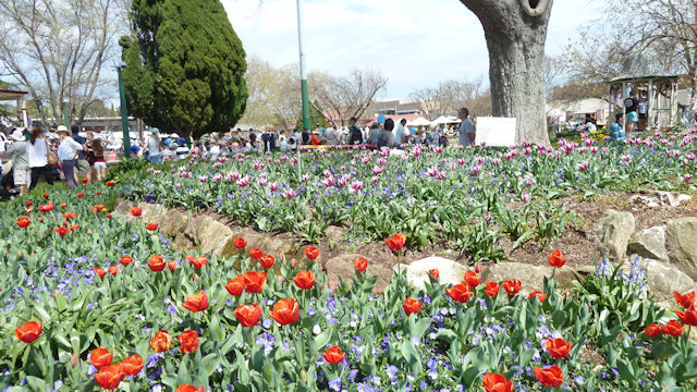 Tulip Time 23/09/2017