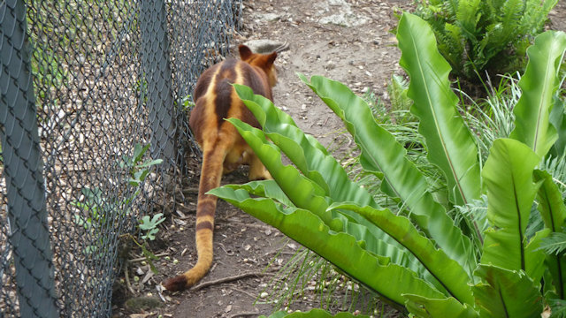 Zoo Walk 2018
