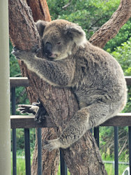 Zoo Walk 2026