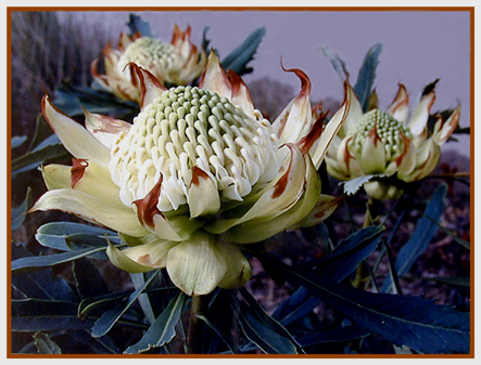 AUSTRALIAN RARE WHITE WARATAH
