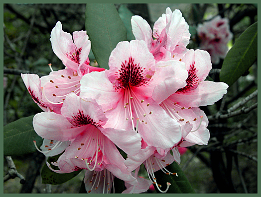 AND ANOTHER RHODODRENDRON