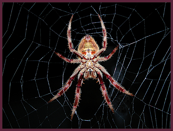 GARDEN ORB WEAVER SPIDER IN BACK GARDEN