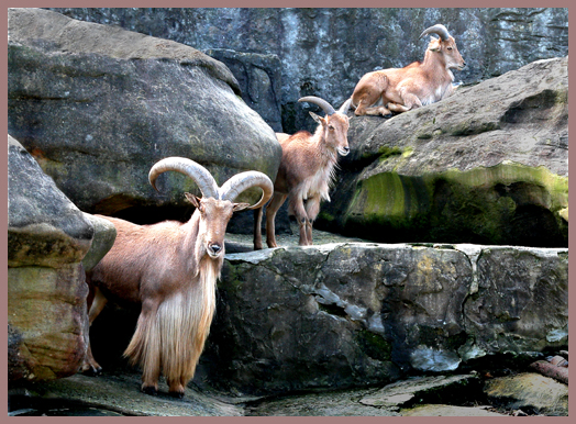 MOUNTAIN GOATS- TARONGA ZOO