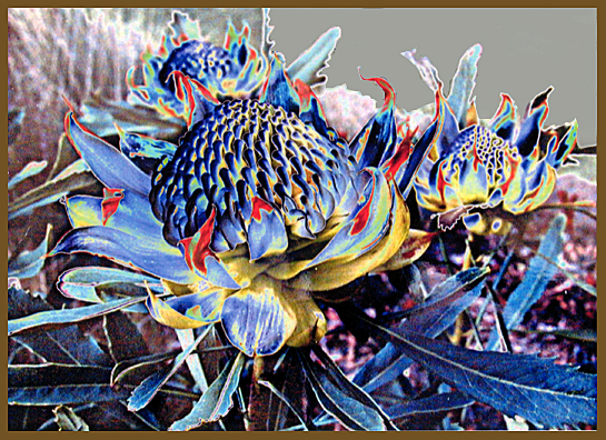 SOLARISED WHITE WARATAH