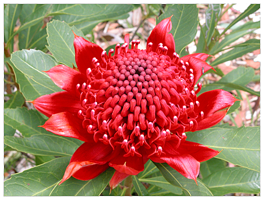 RED WARATAH. NSW STATE FLORAL EMBLEM