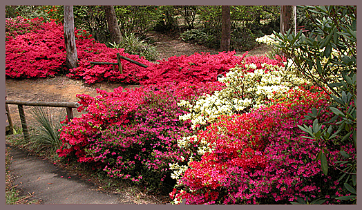 AZALEAS AT BLACKHEATH GARDENS