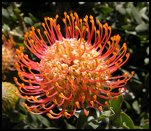 BLOOMING BANKSIA FLOWER