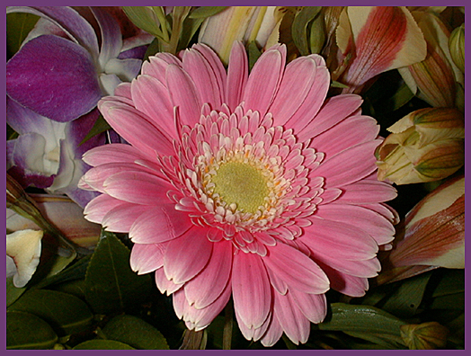 GERBERA [Close-up]