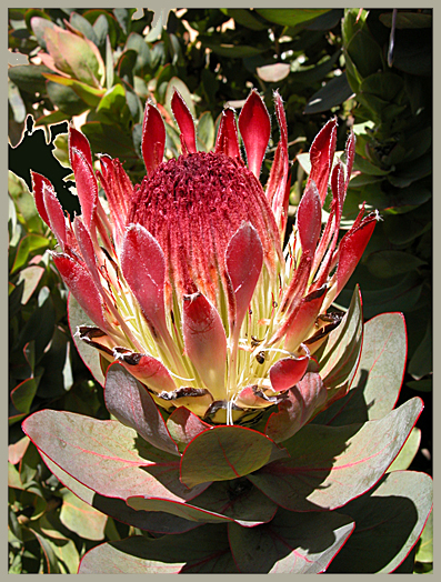 ANOTHER FLOWER